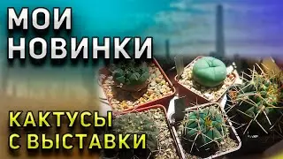 Мои новые кактусы. Уход за кактусами. Кактусы и суккуленты.