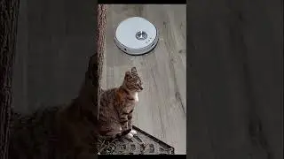 Чудесный котик 😻