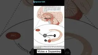 Tudo que ativa áreas dopaminérgicas é potencialmente viciante #dopamina #neuropsicologia