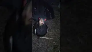 Ночной гость
