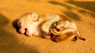 Poor Baby Monkey... Pitiful Baby Mum Catch Warmly