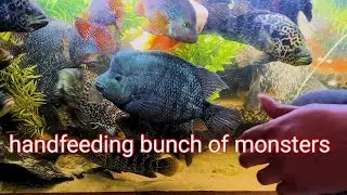 🇺🇸 handfeeding a bunch of monsters ‼️