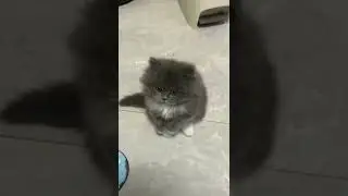 Какая милота