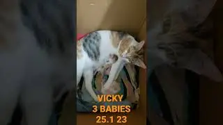 VICKY BABIES