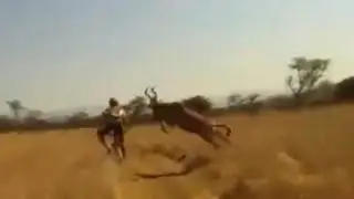 Charging antelope T-bones mountain biker