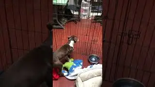 Little Foot singing