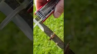 👉 Amazing concept to create an ember with a Swiss Army Knife magnifying glass ! ☀️🔍🔥