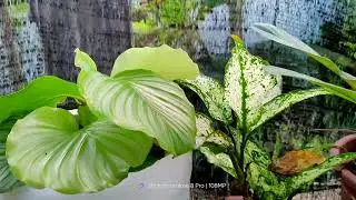 MY HOUSE EXTERIOR AND GARDEN TOUR||BOHOLANANG KULOT||