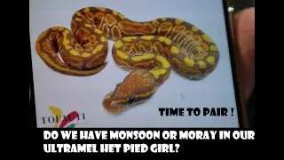 Do we Have Monsoon or Moray in our Collection? Time to Pair !