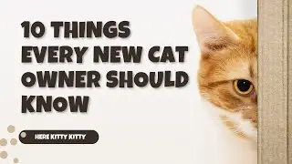 Dont Buy a Kitten Until You Know These 10 Things