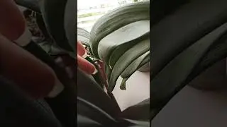 Хочется весны и тепла, но не тут-то было снег идёт, зато новый цветонос лезет ура 🌿🌸☀#shorts  #орхид