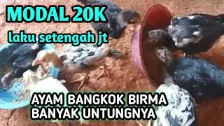 The capital is 20 thousand, the profit is hundreds of thousands ||Bangkok Burma chickens