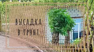 Высадка в грунт ЖИВОГО дерева #плетеноедерево #livingtree