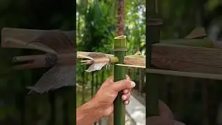 Easy to make Bamboo Slingshots 