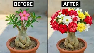 Multiple Adenium Plant Grafting In One Pot | Learn To Graft Desert Rose