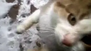 Cat stole the mobile phone. Kitten who loves what would it stroked.