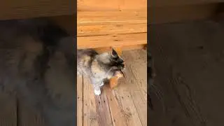 Кошки породы Мейн-кун в питомнике "Белый Лекарь"