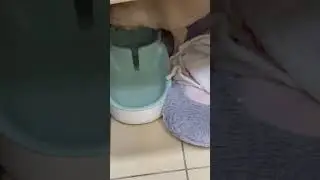 Без ключа #music #юмор #funny #puppy