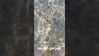 hayatın gerçeği büyük balık küçük balığı yutar.