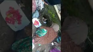 Tradisi unik saat tali pusar jabang bayi putus (puputan) #shorts #viral #fyp #tranding #youtubefeed