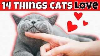 14 Things Cats LOVE (#3 Might Wake You Up)