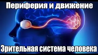 Peripheral Vision and Movement (fps). The Human Visual System | ORVV 2