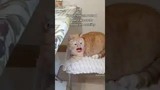 Кот говорящий рот. Когда пришли гости и хотят потрогать кокетку
