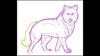 Как нарисовать волка