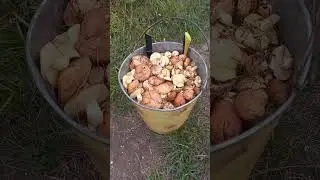 Ведро маслят. Удачно сходили за грибами.#грибы #грибнаяохота #маслята #собака #лес #влесу #лето