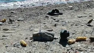 Mısır koçanlarının içinde kalanlarla nasiplenen serçe ve güvercinler.