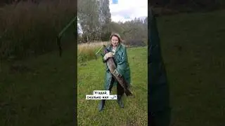 #улов 🎣 #рыбалка #щука #рыбачка #дача #деревня