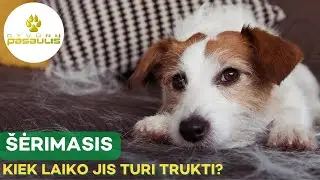 Kiek ilgai turi trukti šuns ar katės kailio keitimasis?