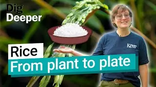Rice: making the world's favourite food | Dig Deeper S1 Ep1 | Kew
