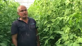 Kokteyl domates serasından
