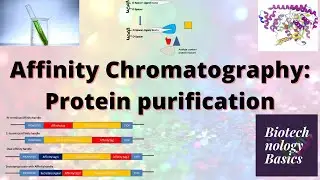 Affinity Chromatography: Protein purification
