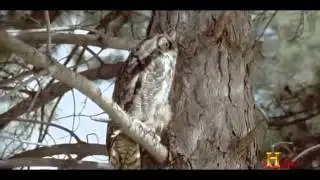 The Jersey Devil ; New Evidence Emerging Documentary