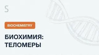 USMLE Step 1 - Biochemistry: Telomeres
