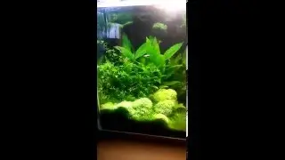 Акваскейпинг
