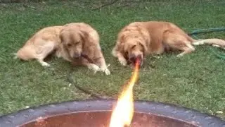 DAILY DOSE -DOG EATS FIRE #dailydoseofinternet