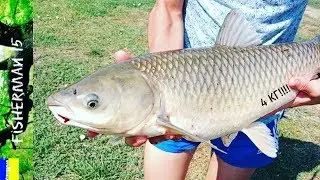Белый Амур (4 кг.) Петродолина!