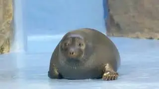 THICC seals compilation 7