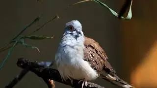 10 facts about bird ..#intags #zagrebfacts #beautyofbirds #psychologyfacts #birdhouselove