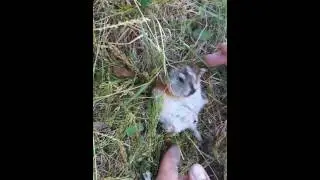 Леминг