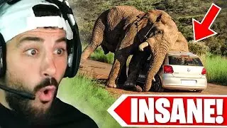 The Most SHOCKING Animal Encounters Ever Recorded!
