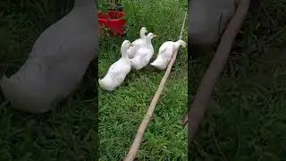 আমার শখের বেইজিং হাঁস