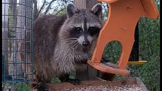 Jelly Thief Raccoon at BWHQ