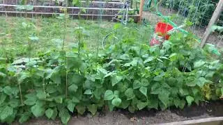 How do I Automatically Water my Garden w/  Low Water Pressure - Mittleider Watering System