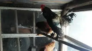 У Петуха тяжелая работа🐓👍