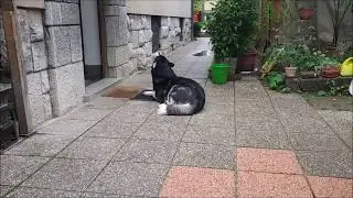 Different howling styles of Alaskan Malamute