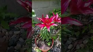 Asiatic Lilly